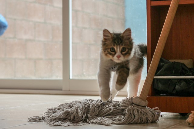 Safari Urbano: El Gato, más Salvaje de lo que Pensabas