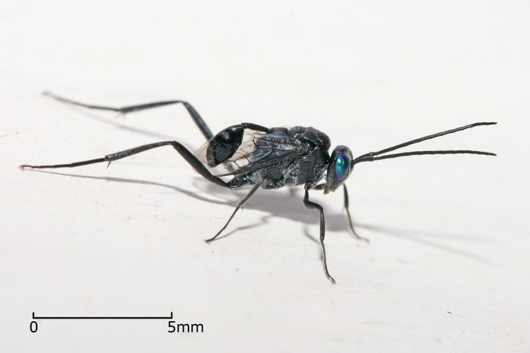 Safari Urbano:  Appendigaster, la Avispa que Mata Cucarachas