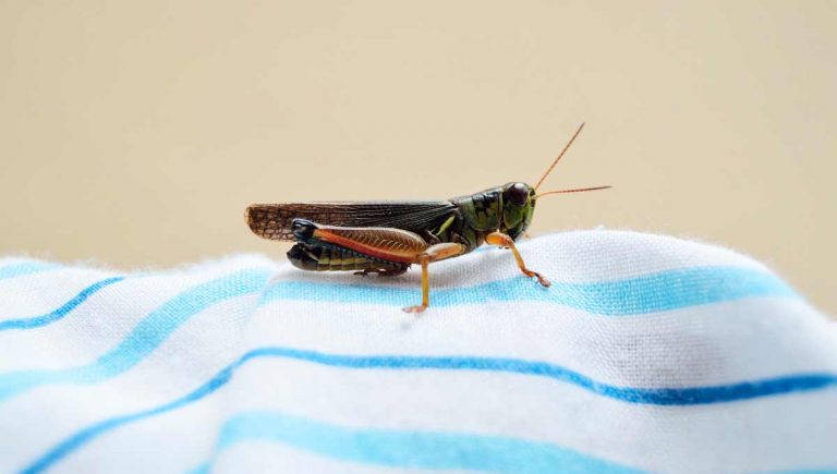 Safari Urbano: Chapulines, Destructores de Civilizaciones y Acompañamiento del Mezcal