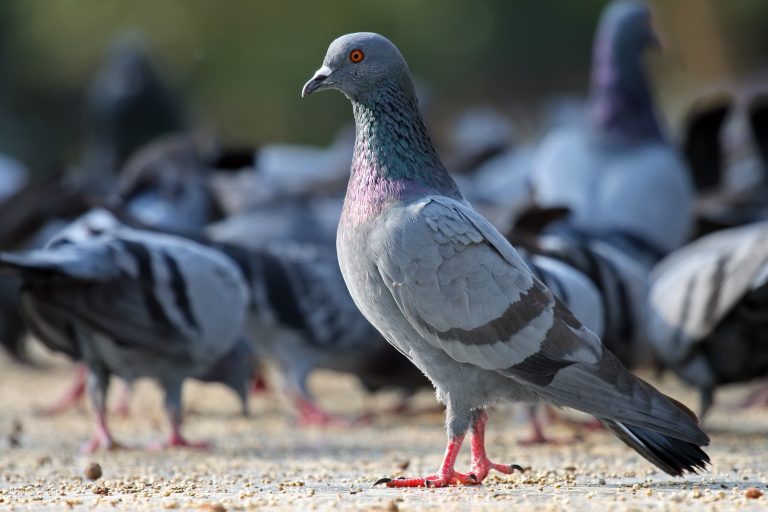 Safari Urbano: La Paloma, Entre la Plaga y el Ornato