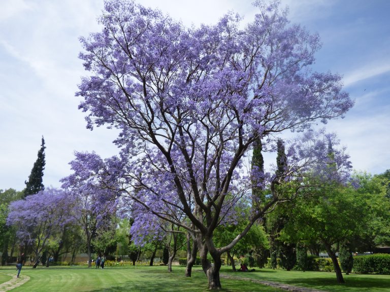 Las Jacarandas, mas Color a la Vida