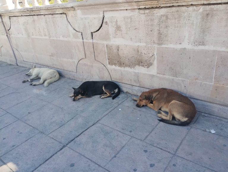 Los Animales en las Áreas Públicas